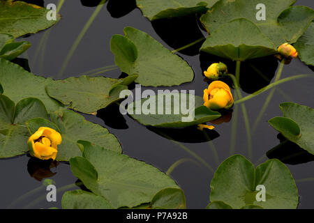 Yellow pond-lily is a perennial waterlily-like plant that can form extensive stands in shallow waters of lakes and ponds. Stock Photo