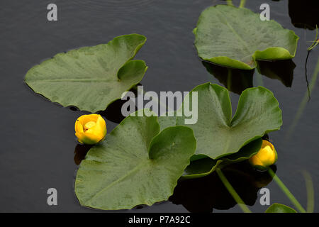 Yellow pond-lily is a perennial waterlily-like plant that can form extensive stands in shallow waters of lakes and ponds. Stock Photo