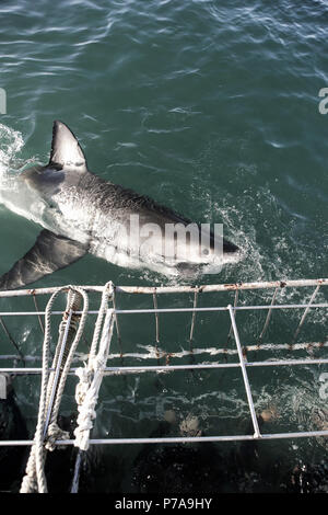 Great white shark chasing tuna bait in front of shark cage diving boat Stock Photo