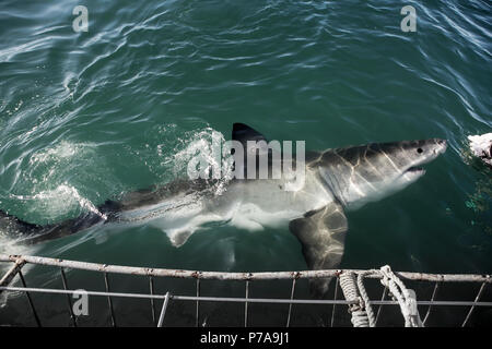 Great white shark chasing tuna bait in front of shark cage diving boat Stock Photo