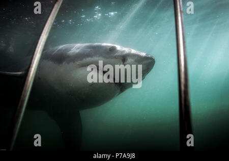 Great white shark (Carcharodon carcharias) underwater view from inside safety of steel cage Stock Photo