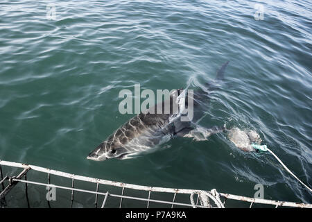 Great white shark chasing tuna bait in front of shark cage diving boat Stock Photo