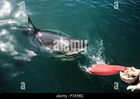 Great white shark chasing tuna bait in front of shark cage diving boat Stock Photo