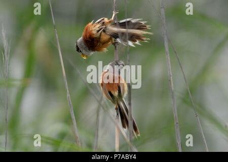 Qingdao, Qingdao, China. 5th July, 2018. Qingdao, CHINA-Reed parrotbills can be seen in Qingdao, east China's Shandong Province. The reed parrotbill (Paradoxornis heudei) is a species of bird in the Sylviidae family. It is found in Manchuria and eastern China. It is threatened by habitat loss. Credit: SIPA Asia/ZUMA Wire/Alamy Live News Stock Photo