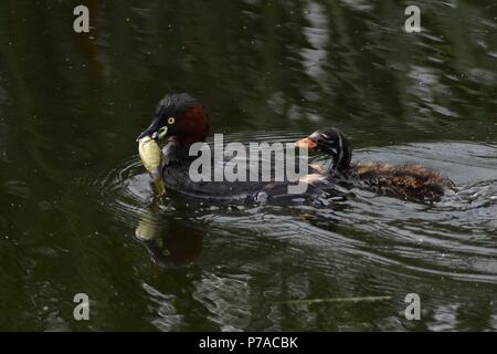 Qingdao, Qingdao, China. 5th July, 2018. Qingdao, CHINA-Baby birds at wetland in Qingdao, east China's Shandong Province. Credit: SIPA Asia/ZUMA Wire/Alamy Live News Stock Photo