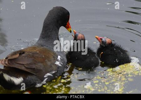 Qingdao, Qingdao, China. 5th July, 2018. Qingdao, CHINA-Baby birds at wetland in Qingdao, east China's Shandong Province. Credit: SIPA Asia/ZUMA Wire/Alamy Live News Stock Photo