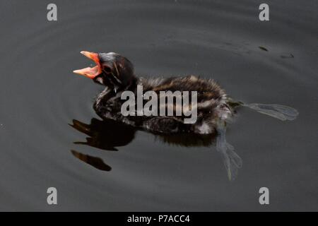 Qingdao, Qingdao, China. 5th July, 2018. Qingdao, CHINA-Baby birds at wetland in Qingdao, east China's Shandong Province. Credit: SIPA Asia/ZUMA Wire/Alamy Live News Stock Photo