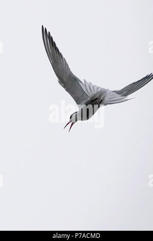 Tuesley Farm, Godalming. 05th July 2018. A misty start to the day for the Home Counties. Arctic terns defending their nest at Tuesley Farm in Godalming, Surrey. Credit: james jagger/Alamy Live News Stock Photo