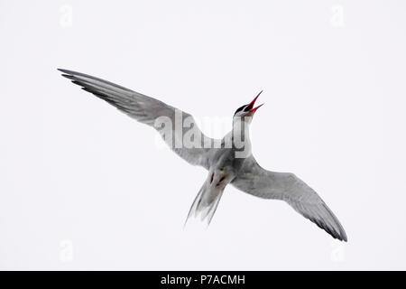 Tuesley Farm, Godalming. 05th July 2018. A misty start to the day for the Home Counties. Arctic terns defending their nest at Tuesley Farm in Godalming, Surrey. Credit: james jagger/Alamy Live News Stock Photo