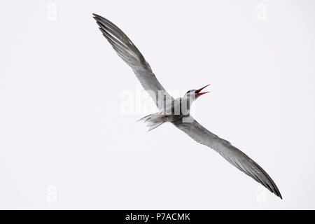 Tuesley Farm, Godalming. 05th July 2018. A misty start to the day for the Home Counties. Arctic terns defending their nest at Tuesley Farm in Godalming, Surrey. Credit: james jagger/Alamy Live News Stock Photo