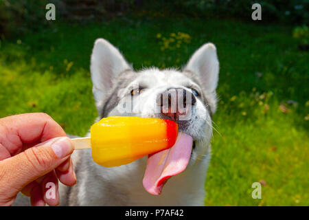 North Wales, 5th July 2018, UK Weather:  With high pressure remaining for much of the UK there is only one way to cool down for Siberian Husky named Neena and that’s with an ice lolly from her owner, Lixwm, North Wales © DGDImages/Alamy Live News Stock Photo