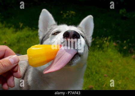 North Wales, 5th July 2018, UK Weather:  With high pressure remaining for much of the UK there is only one way to cool down for Siberian Husky named Neena and that’s with an ice lolly from her owner, Lixwm, North Wales © DGDImages/Alamy Live News Stock Photo