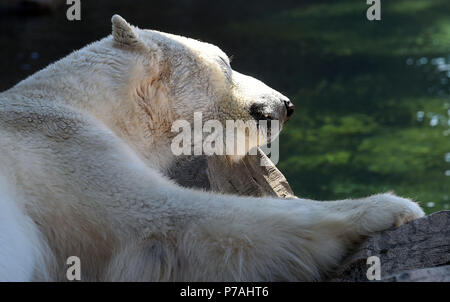 Bremerhaven, Germany. 03rd July, 2018. 'Lloyd' the polar bear has a snooze in his pool at the 'Zoo am Meer'. Credit: Carmen Jaspersen/dpa/Alamy Live News Stock Photo
