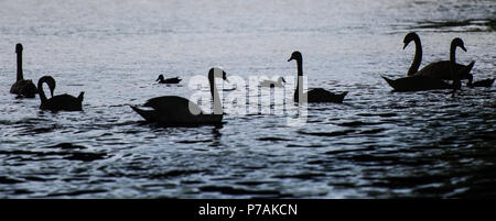 Berlin, Germany. 02nd July, 2018. Swans swimming on the Landwehr Canal. Credit: Arne Bänsch/dpa/Alamy Live News Stock Photo