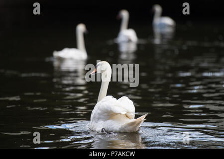 Berlin, Germany. 02nd July, 2018. Swans swimming on the Landwehr Canal. Credit: Arne Bänsch/dpa/Alamy Live News Stock Photo