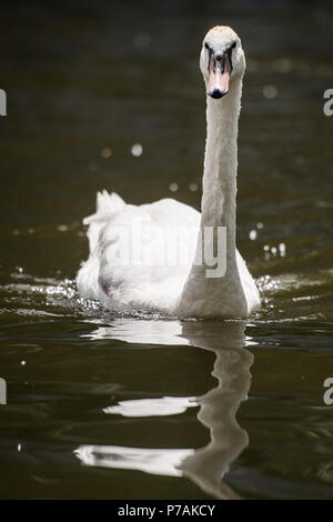 Berlin, Germany. 02nd July, 2018. A swan swimming on the Landwehr Canal. Credit: Arne Bänsch/dpa/Alamy Live News Stock Photo