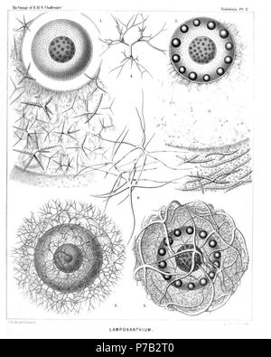 English: Illustration from Report on the Radiolaria collected by H.M.S. Challenger during the years 1873-1876. Part III. Original description follows:  Plate 2. Thalassosphærida.  Diam.  Fig. 1. Lampoxanthium pandora, n. sp., × 120  The central capsule exhibits distinct pore-canals in its membrane, and a clear interval between this and the coagulated and vacuolated protoplasm. The central nucleus contains numerous dark nucleoli. The spicula are scattered throughout the alveolate calymma.  Fig. 2. Thalassoplancta brevispicula, n. sp. (vel Lampoxanthium brevispiculum), × 120  The central capsule Stock Photo