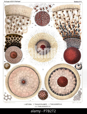 English: Illustration from Report on the Radiolaria collected by H.M.S. Challenger during the years 1873-1876. Part III. Original description follows:  Plate 1. Thalassicollida.  Diam.  Fig. 1. Actissa princeps, n. sp., × 300  The entire living Spumellarium. c, The spherical central capsule containing finely granulated protoplasm, which is radially striated in the cortical zone; v, spherical vacuoles enclosed by the protoplasm; n, the spherical nucleus in the centre; l, the concentric nucleolus; f, the radial pseudopodia which pierce the calymma or the (yellowish) jelly-envelope of the central Stock Photo