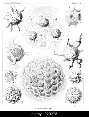 English: Illustration from Report on the Radiolaria collected by H.M.S. Challenger during the years 1873-1876. Part III. Original description follows:  Plate 6. Collosphærida.  Diam.  Fig. 1. Siphonosphæra socialis, n. sp., × 500  A small piece of the surface of a living cœnobium, seen from the surface. Only four individuals are visible, the central capsule of which contains numerous small nuclei and a central oil-globule. The including spherical lattice-shell is provided with a few (one to four) larger apertures, which are prolonged into short cylindrical tubules. Through these latter radiate Stock Photo