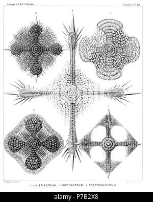 English: Illustration from Report on the Radiolaria collected by H.M.S. Challenger during the years 1873-1876. Part III. Original description follows:  Plate 46. Porodiscida.  Diam.  Fig. 1. Histiastrum boseanum, n. sp., × 400  Fig. 2. Histiastrum pentadiscus, n. sp., × 200  Fig. 3. Histiastrum quadrigatum, n. sp., × 300  Fig. 4. Histiastrum velatum, n. sp., × 200  Fig. 5. Stephanastrum quadratum, n. sp., × 200  . 1887 66 Radiolaria (Challenger) Plate 046 Stock Photo
