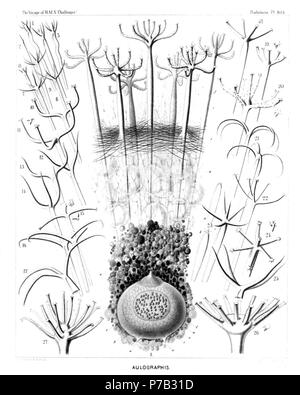 English: Illustration from Report on the Radiolaria collected by H.M.S. Challenger during the years 1873-1876. Part III. Original description follows:  Plate 103. Aulacanthida.  Diam.  Fig. 1. Aulographis candelabrum, n. sp., × 100  p, The dark phæodium surrounding the central capsule on its oral part; a, a part of the surrounding alveolate calymma, also surrounding the central capsule; s, the veil of tangential needles covering the surface of the alveolate calymma; r, the big radial tubes, seven of which are visible, with an elegant verticil of terminal branches; f, the numerous pseudopodia r Stock Photo