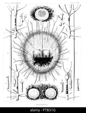 English: Illustration from Report on the Radiolaria collected by H.M.S. Challenger during the years 1873-1876. Part III. Original description follows:  Plate 104. Aulacanthida.  Diam.  Aulacanthida.  Fig. 1. Aulospathis bifurca, n. sp., × 50  A complete specimen, excellently preserved, with an ovate alveolate calymma and two central capsules. The surface of the calymma is covered with tangential needles.  Fig. 2. Aulospathis bifurca, n. sp., × 100  An isolated central capsule of another specimen, surrounded by granules of the phæodium. o, Radiate operculum of the astropyle; u, the two lateral  Stock Photo