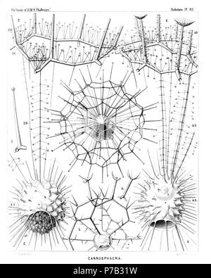 English: Illustration from Report on the Radiolaria collected by H.M.S. Challenger during the years 1873-1876. Part III. Original description follows:  Plate 112. Cannosphærida.  Diam.  Cannosphærida.  Fig. 1. Cannosphæra antarctica, n. sp., × 50  The entire shell. The inner mammillate shell, from the month of which is prominent the phæodium, in connected by numerous radial beams with the outer shell.  Fig. 2. Cannosphæra antarctica, n. sp., × 200  The inner shell, from the mouth of which is prominent the phæodium, and a single hexagonal mesh of the outer shell, connected with the former by th Stock Photo