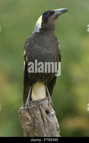 The Australian magpie (Gymnorhina tibicen) is a medium-sized black and white passerine bird native to Australia. Stock Photo