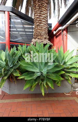Large Agave attenuata Nova or known as Blue form Agave Stock Photo