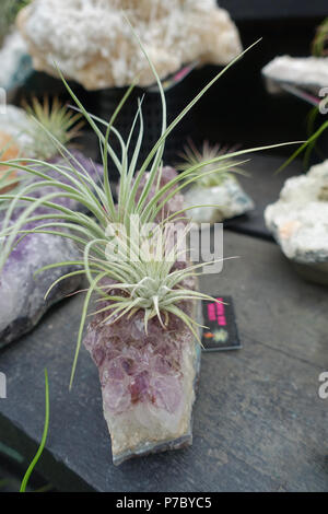 Close up of Air plant Tillandsia on Amethyst rock Stock Photo