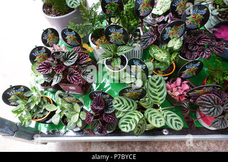 Mixed variety of terrarium and indoor plants up for display Stock Photo