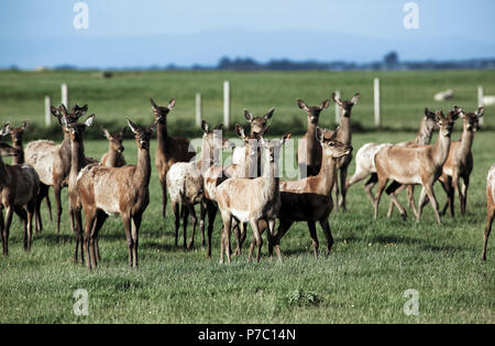 Red deer grazing on farm in South Island, New Zealand