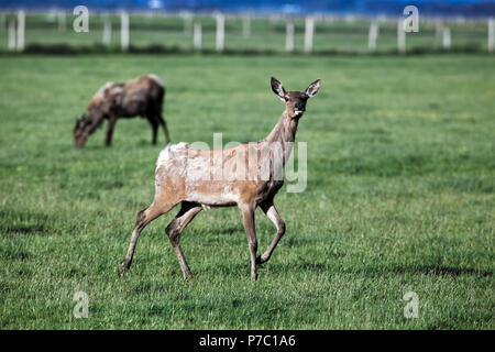 Red deer grazing on farm in South Island, New Zealand Stock Photo
