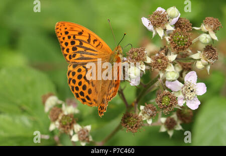 A stunning Silver-washed Fritillary Butterfly (Argynnis paphia) nectaring on a blackberry flower in woodland. Stock Photo