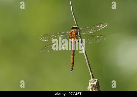 A beautiful Norfolk Hawker Dragonfly (Anaciaeschna isoceles) perching on a bulrush. Stock Photo