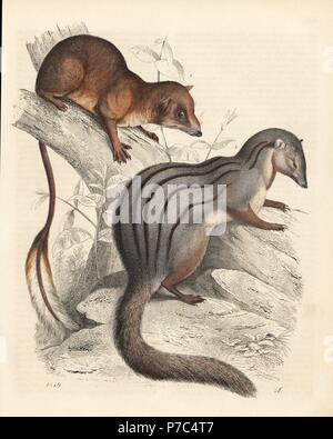 Narrow-striped Mongoose - Mungotictis decemlineata, beautiful shy ...