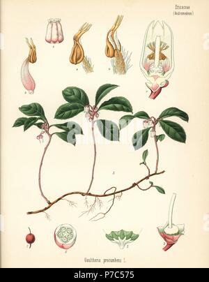 American wintergreen, Gaultheria procumbens. Chromolithograph after a botanical illustration from Hermann Adolph Koehler's Medicinal Plants, edited by Gustav Pabst, Koehler, Germany, 1887. Stock Photo