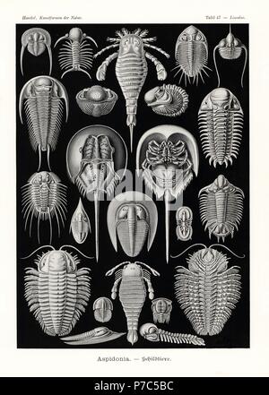 Aspidonia: horseshoe crab, Tachypleus gigas 1-3, extinct sea scorpion, Eurypterus tetragonophthalmus 4, extinct sea scorpion, Pterygotus anglicus 5, and extinct fossil trilobites, Onnia goldfussi 6, Deiphon forbesi 7, Phacops latifrons 8, Asteropyge punctata 9, Raphiophorus rouaulti 10, Paradoxides bohemicus 11, Cheirurus insignis 12, Selenopeltis buchi 13, Megistaspidella extenuata 14, Bohemoharpes ungula 15, Agnostus pisiformis 16, Trochurus speciosus 17, Eccaparadoxides pusillus 18, Sphaerexochus mirus 19 and Triarthrus becki 20. Chromolithograph by Adolf Glitsch from an illustration by Ern Stock Photo