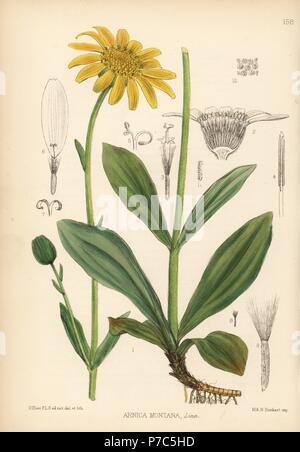 Arnica or mountain tobacco, Arnica montana. Handcoloured lithograph by Hanhart after a botanical illustration by David Blair from Robert Bentley and Henry Trimen's Medicinal Plants, London, 1880. Stock Photo