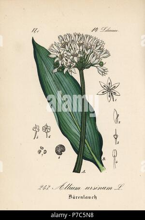 Ramsons, buckrams, or wild garlic, Allium ursinum. Handcoloured lithograph from Diederich von Schlechtendal's German Flora (Flora von Deutschland), Jena, 1871. Stock Photo