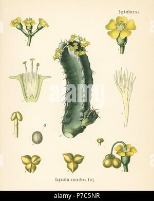 Resin spurge, Euphorbia resinifera. Chromolithograph after a botanical illustration from Hermann Adolph Koehler's Medicinal Plants, edited by Gustav Pabst, Koehler, Germany, 1887. Stock Photo