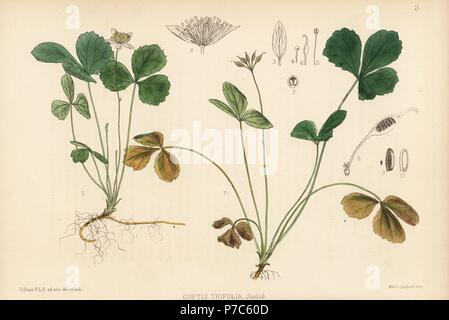Goldthread or canker root, Coptis trifolia. Handcoloured lithograph by ...