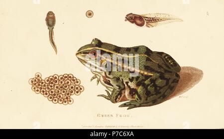 Edible frog, Pelophylax esculentus (Green frog, Rana esculenta), adult, tadpole and frog spawn. Handcoloured copperplate engraving by Heath after an illustration by George Shaw from his General Zoology, Amphibia, London, 1801. Stock Photo