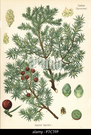 Prickly juniper, Juniperus oxycedrus. Chromolithograph after a botanical illustration from Hermann Adolph Koehler's Medicinal Plants, edited by Gustav Pabst, Koehler, Germany, 1887. Stock Photo