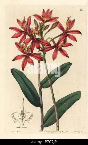Cinnabar epidendrum or crucifix orchid, Epidendrum cinnabarinum. Handcoloured copperplate engraving by George Barclay after an illustration by Miss Sarah Drake from Edwards' Botanical Register, edited by John Lindley, London, Ridgeway, 1842. Stock Photo