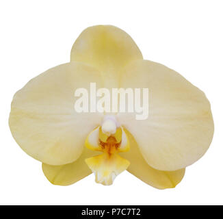 Yellow Orchid isolated on white Stock Photo