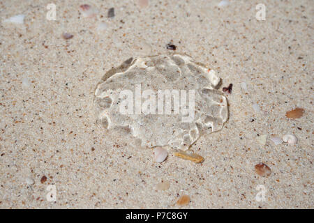 Close-up of a complete transparent, gelatinous, umbrella-shaped bell of a jellyfish washed ashore on Pulau Beras Besah's white sandy beach, an island... Stock Photo