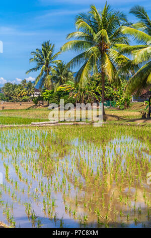 A nice scene of a palm tree which is reflected on the water surface of a rice paddy field in Langkawi, Kedah, Malaysia. Stock Photo