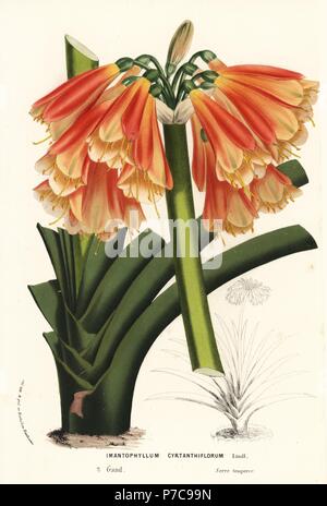 Clivia cyrtanthiflora, hybrid of Clivia miniata and Clivia nobilis (Imantophyllum cyrtanthiflorum). Handcoloured lithograph from Louis van Houtte and Charles Lemaire's Flowers of the Gardens and Hothouses of Europe, Flore des Serres et des Jardins de l'Europe, Ghent, Belgium, 1870. Stock Photo