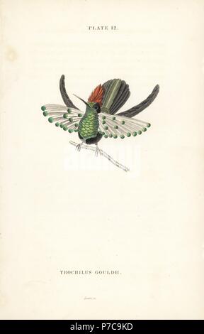 Dot-eared coquette, Lophornis gouldii. Vulnerable. (Gould's hummingbird, Trochilus gouldii). Handcoloured steel engraving by William Lizars from Sir William Jardine's Naturalist's Library: Ornithology: Hummingbirds Volume 2, Edinburgh, W.H. Lizars, 1833. Stock Photo